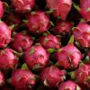 Boreal Bites Foods Canada Dragon fruit