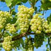 Boreal Bites Foods Canada Grapes