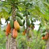 Boreal Bites Foods Canada Papaya