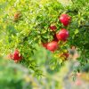 Boreal Bites Foods Canada Pomegranate